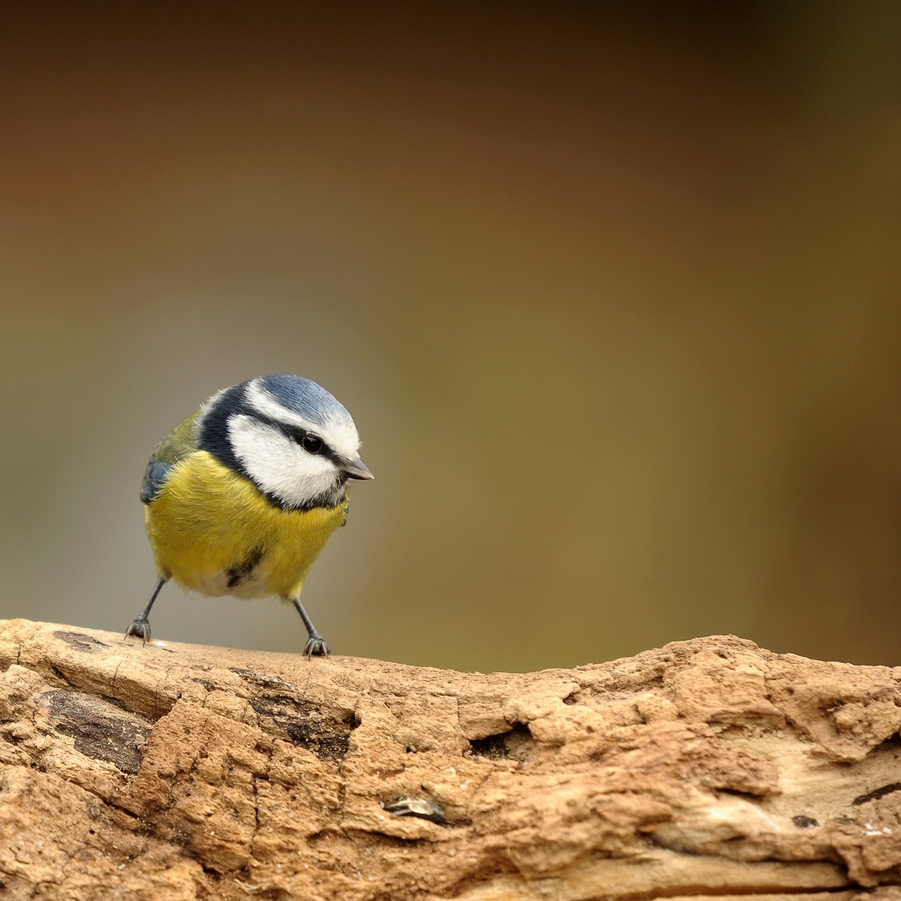 How to Create a Garden That Attracts Wildlife